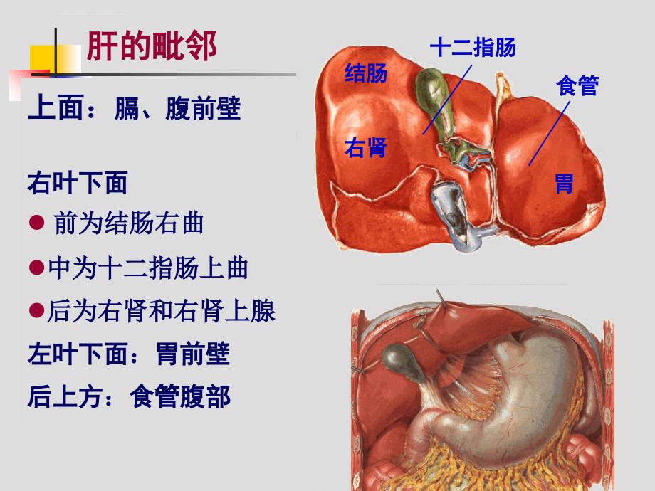 肝胆、门静脉解剖课件_第3页