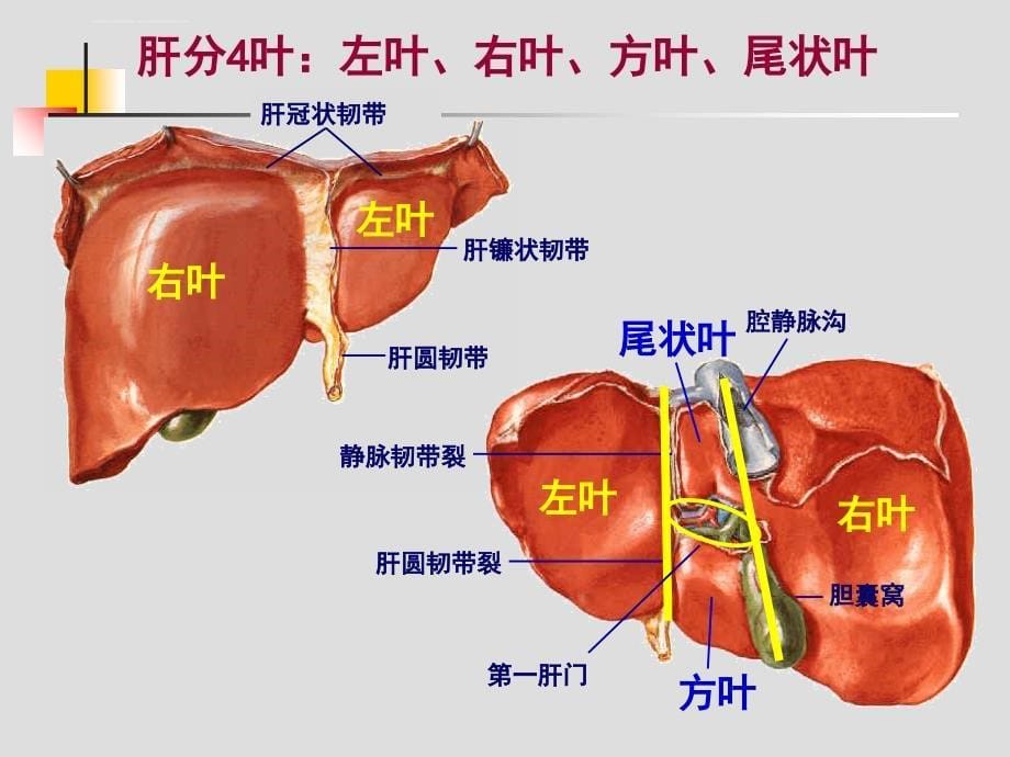 肝胆、门静脉解剖课件_第5页