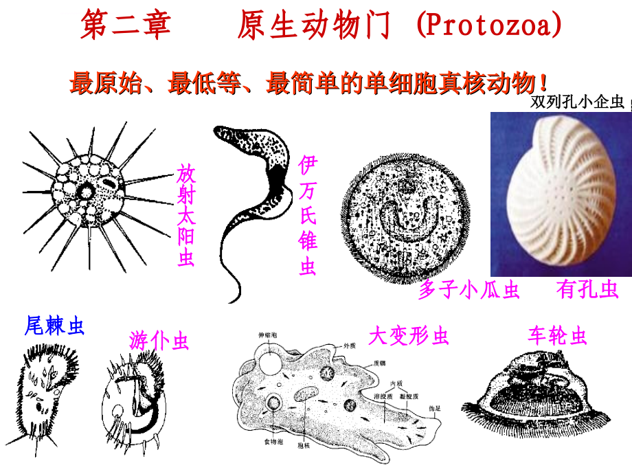 第二节原生动物门课件_第1页