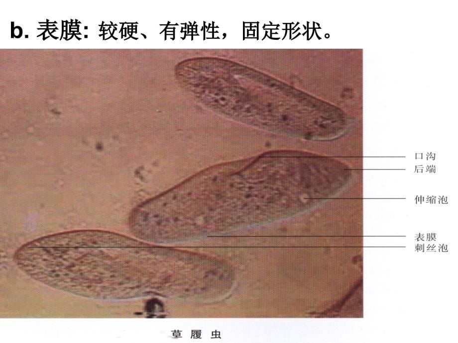 第二节原生动物门课件_第5页