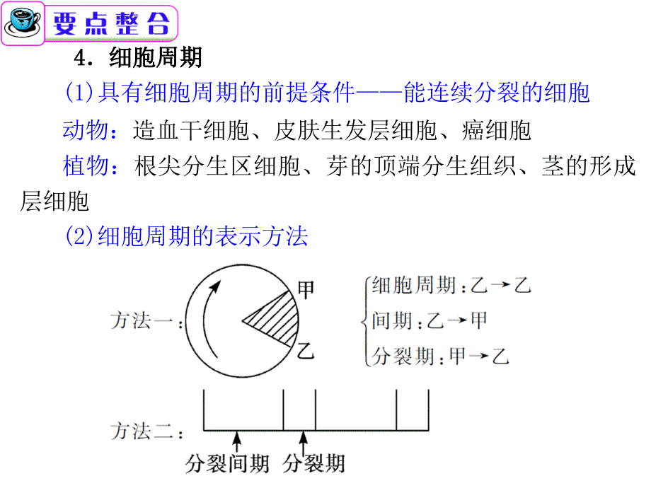 第5课时 细胞增殖和受精作用课件_第4页