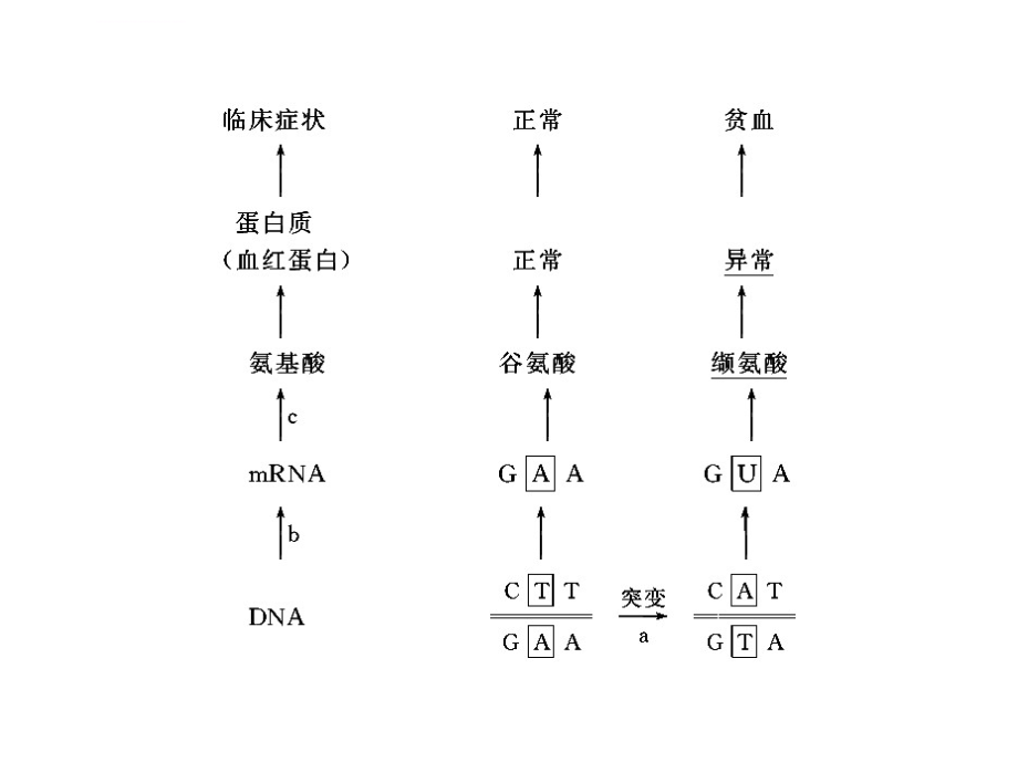 第23课时 基因突变和基因重组课件_第2页