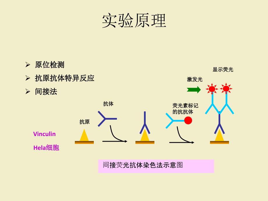 细胞免疫荧光技术PPT_第3页