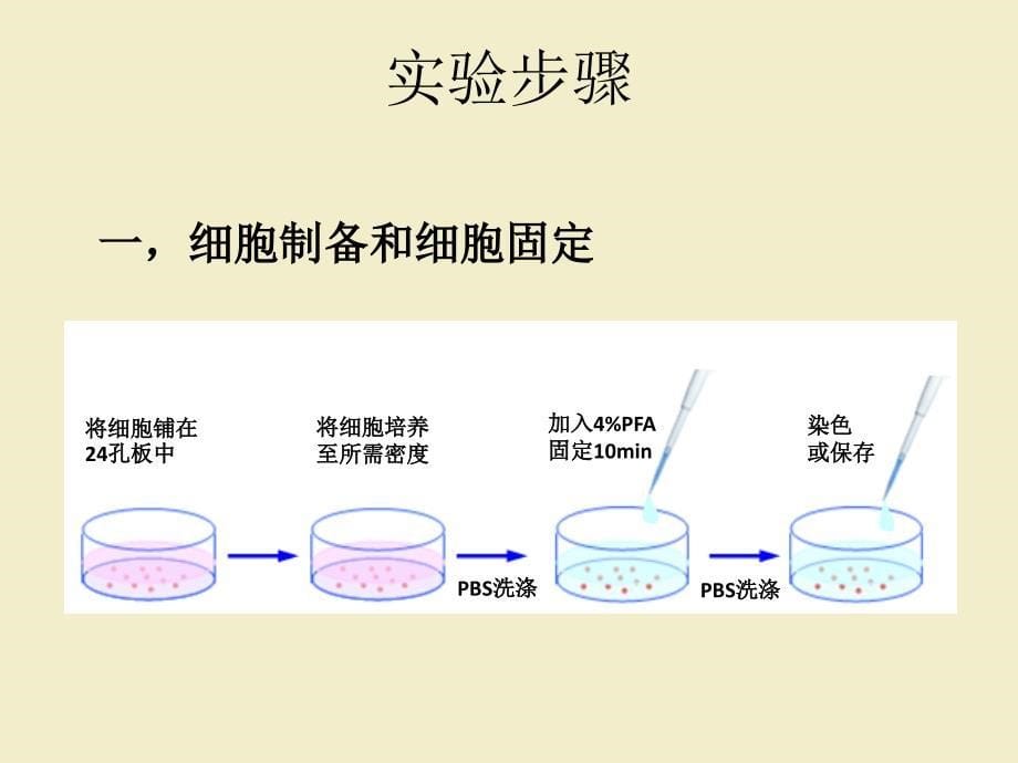 细胞免疫荧光技术PPT_第5页