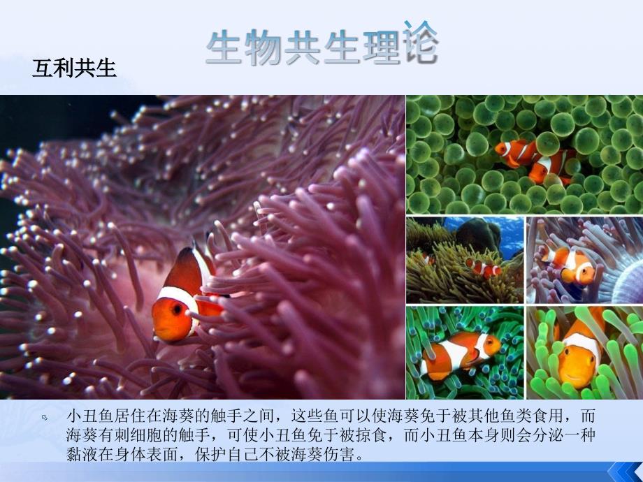 生物共生理论及拓扑学在商业项目分析中的应用.ppt_第2页