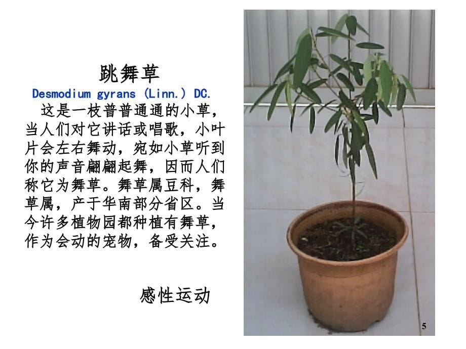 高中生物植物的激素调节（课堂PPT）_第5页