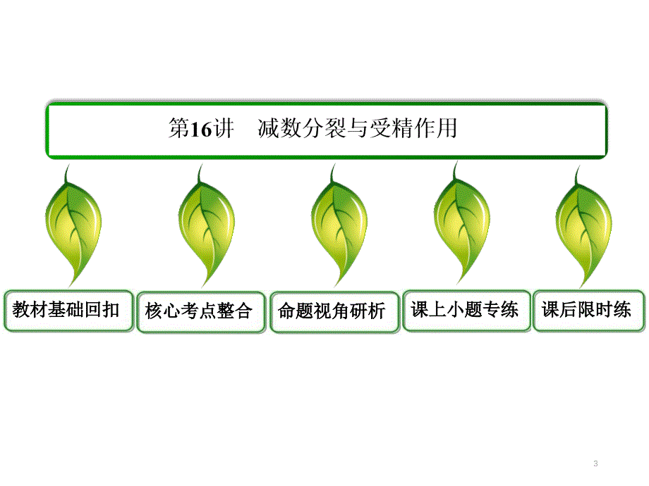 减数分裂与受精作用（课堂PPT）_第3页