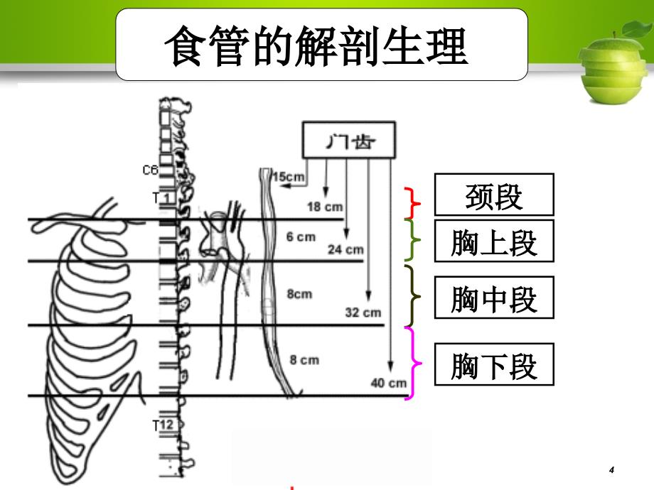 食管癌护理查房（课堂PPT）_第4页