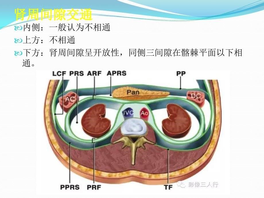 腹膜后j解剖PPT_第5页