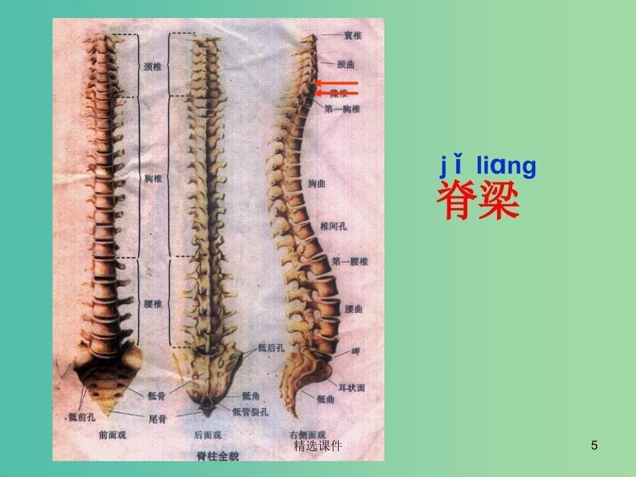 四年级语文上册《微笑着承受一切》课件1 沪教版_第5页