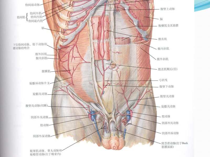 腹股沟管解剖PPT(1)_第3页