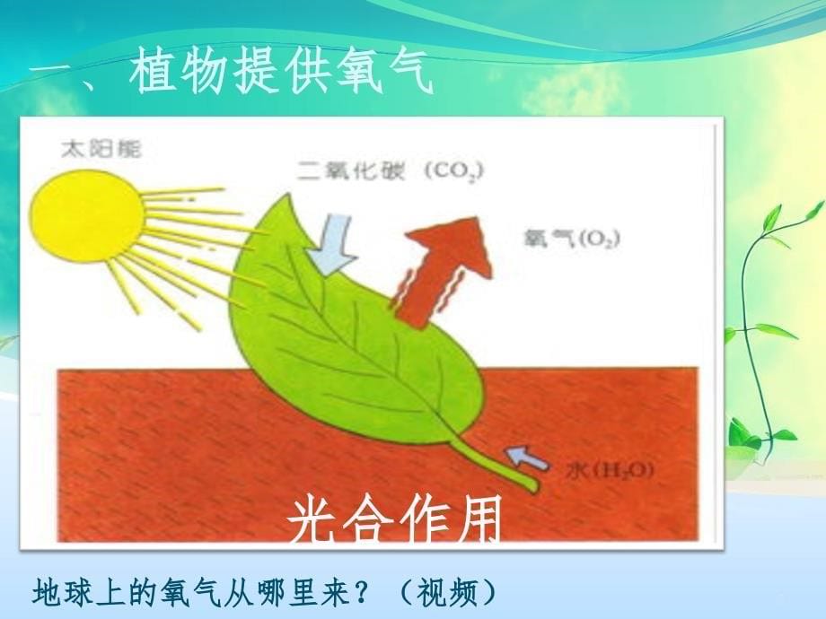 大自然奇妙的植物（课堂PPT）_第5页