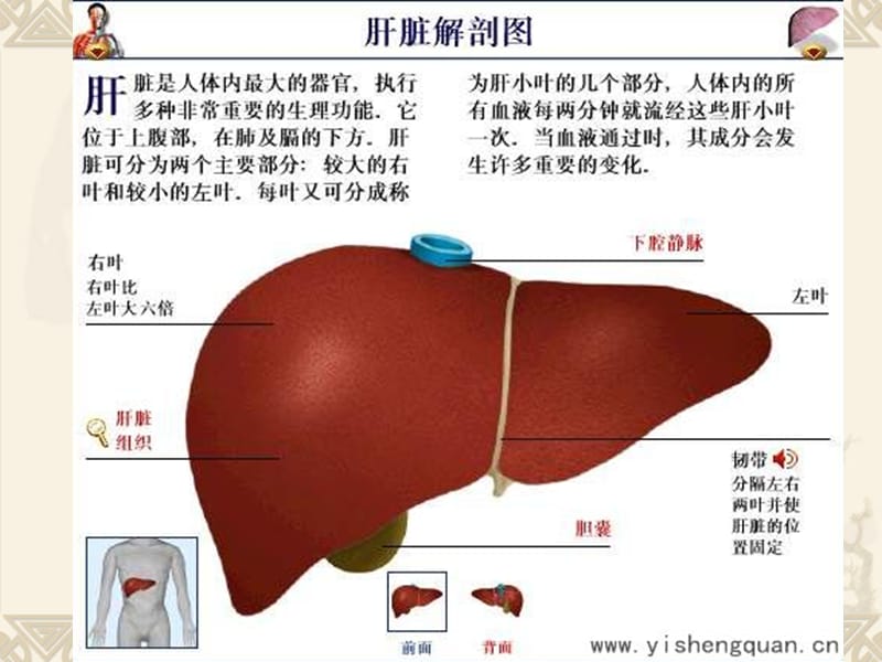 肝脏超声诊断PPT_第3页