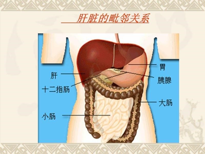 肝脏超声诊断PPT_第5页