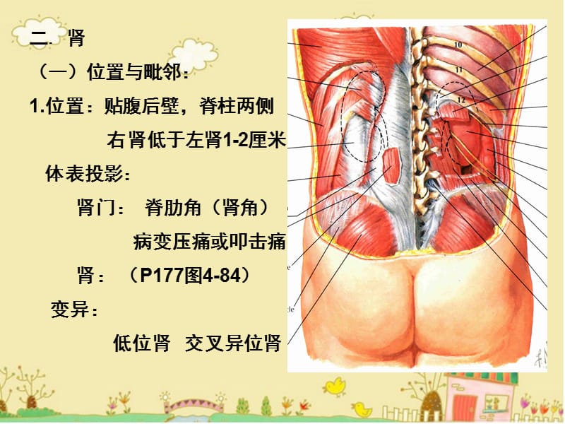 腹膜后间隙解剖PPT_第3页