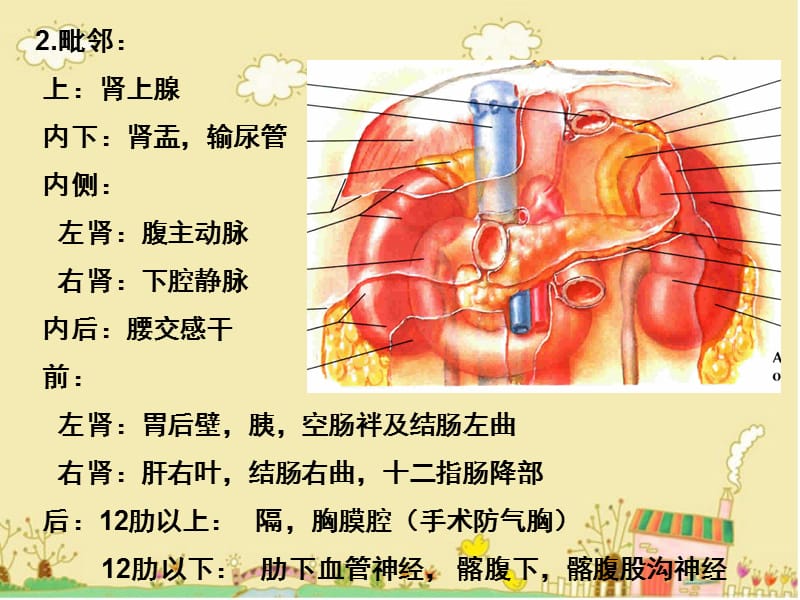 腹膜后间隙解剖PPT_第4页