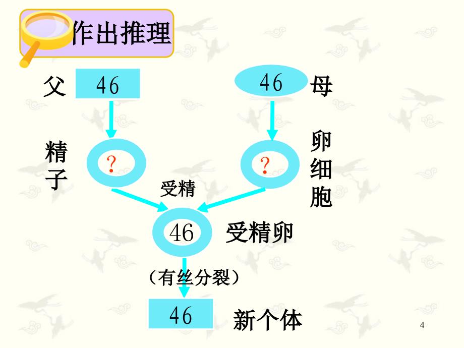 减数分裂推荐（课堂PPT）_第4页