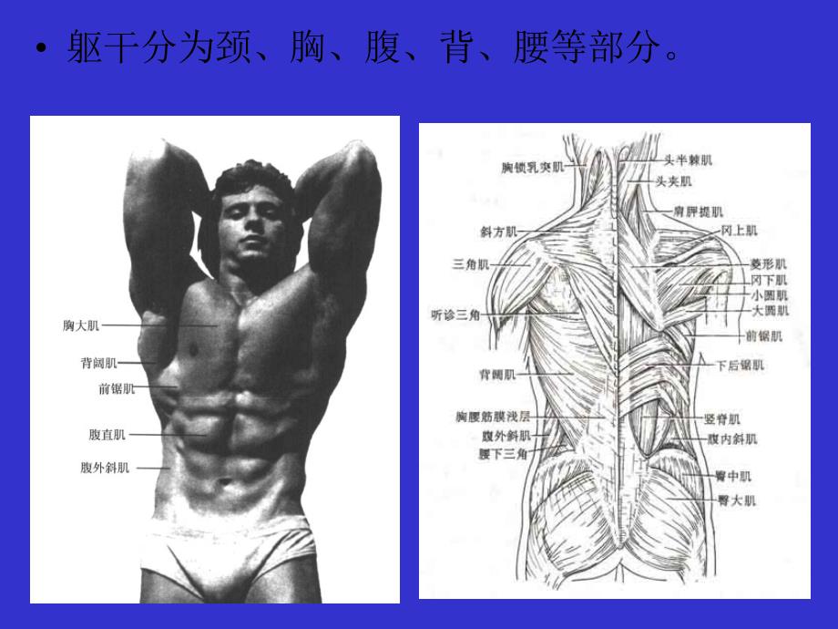 艺用解剖PPT课件_第4页