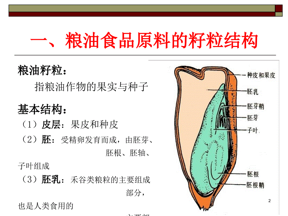 粮油食品原料的籽粒结构与化学组成（课堂PPT）_第2页