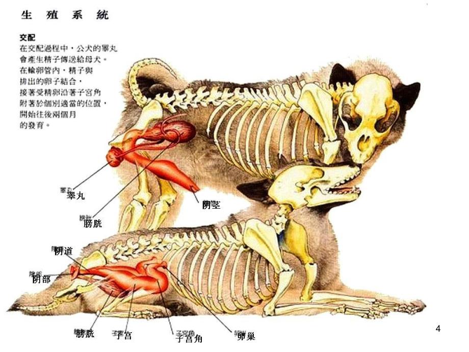 雄犬雄猫的生殖器官（课堂PPT）_第4页