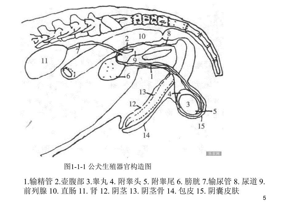 雄犬雄猫的生殖器官（课堂PPT）_第5页