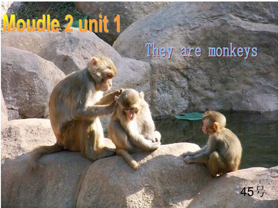 英语三年级下学期 They-are-monkeys课件_第1页