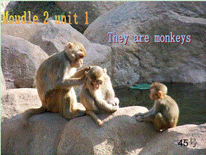 英语三年级下学期 They-are-monkeys课件