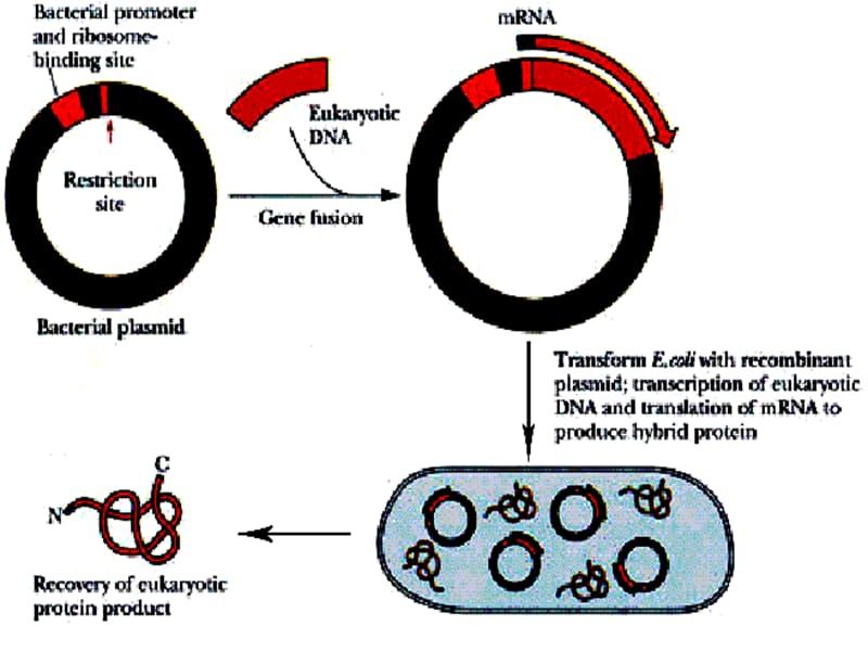 基因重组技术生产胰岛素精编版_第4页