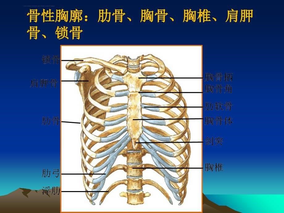 胸部X线解剖课件_第5页