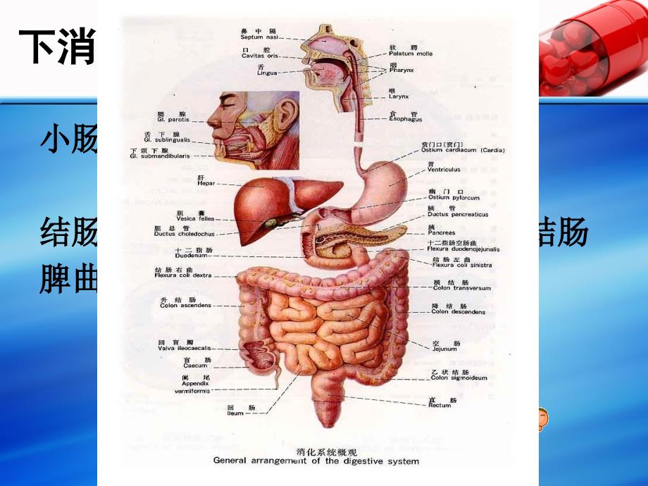 结肠镜病人的术前准备课件_第2页