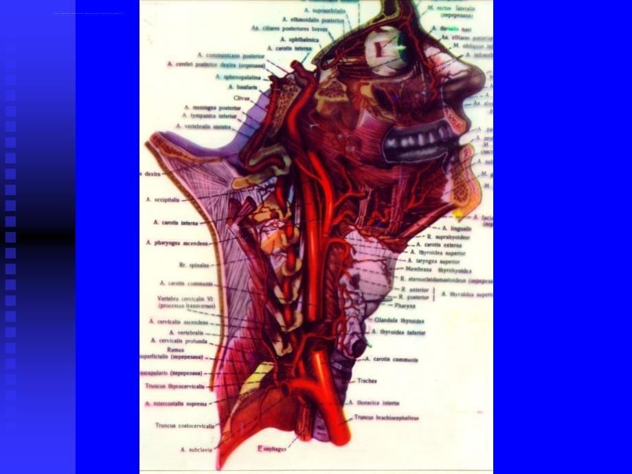 脑血管应用和断层解剖课件_第5页