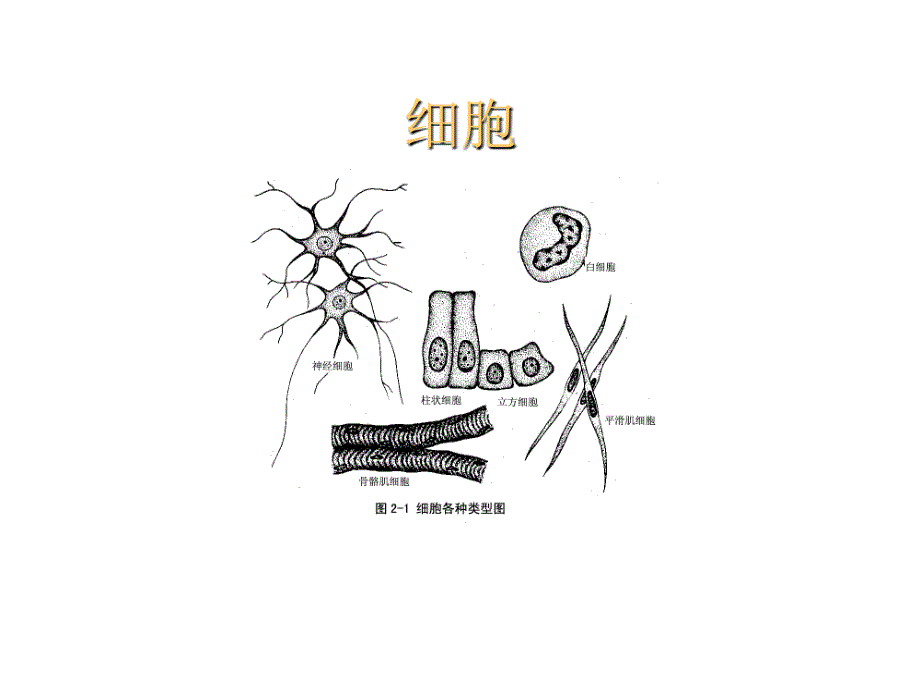 胚胎学：组胚绪论10年课件_第3页