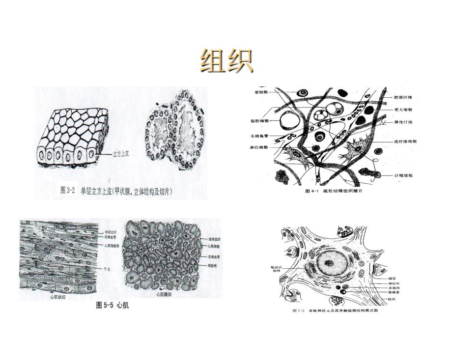 胚胎学：组胚绪论10年课件_第4页