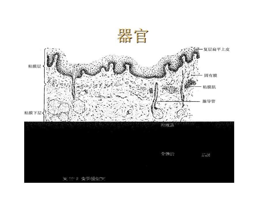 胚胎学：组胚绪论10年课件_第5页