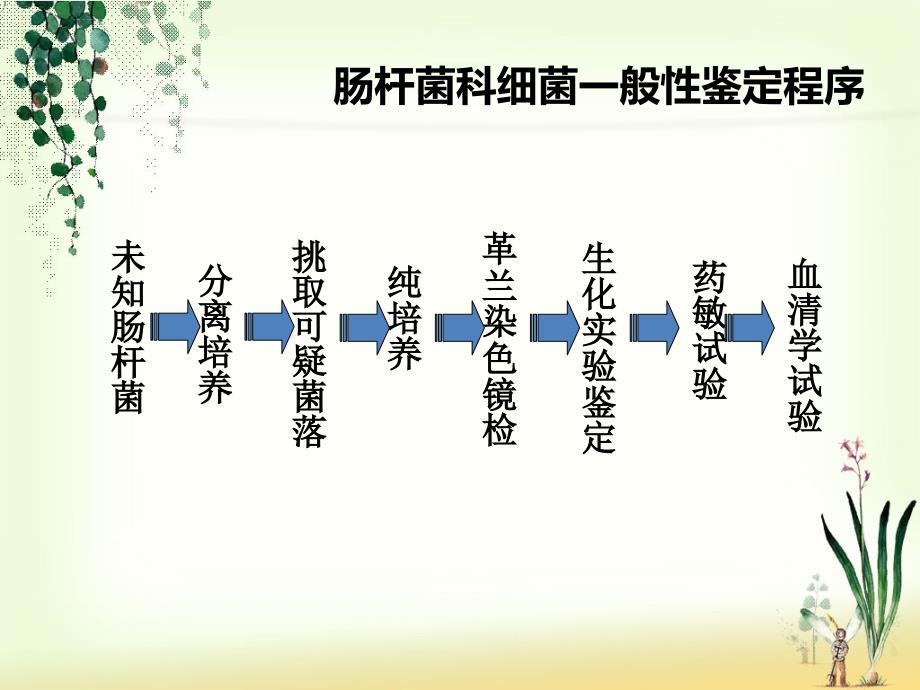 肠杆菌科细菌鉴定课件_第2页