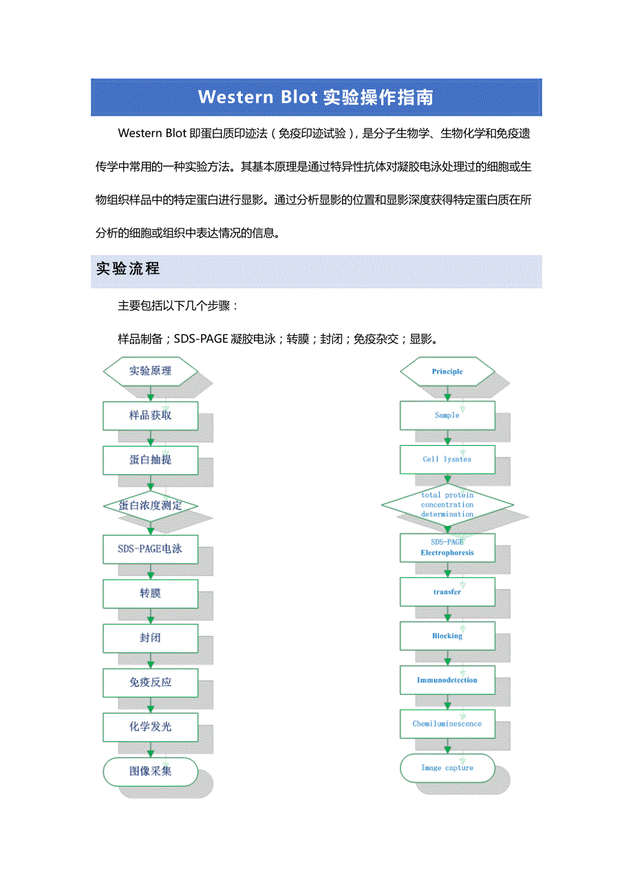 WB实验操作流程_第1页