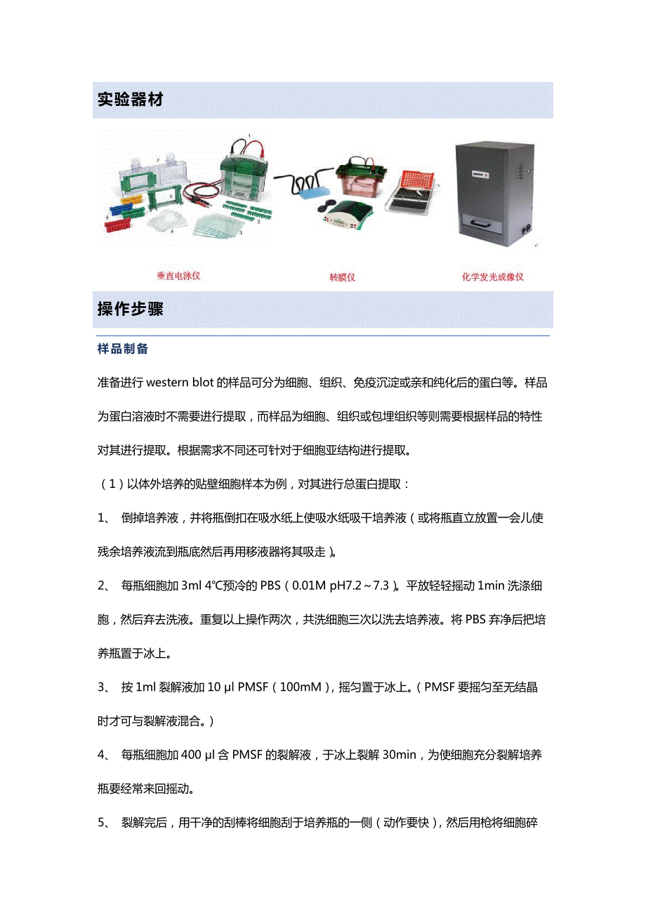 WB实验操作流程_第2页