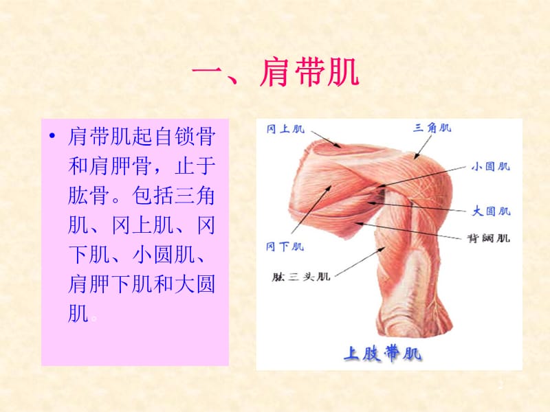 人体解剖-骨骼肌-上肢肌（课堂PPT）_第2页