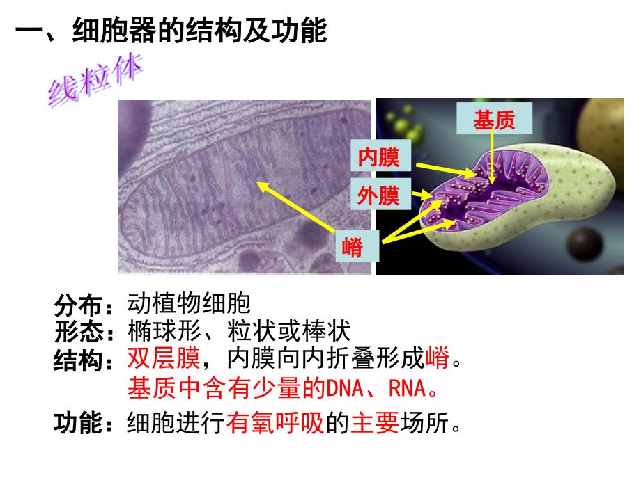 3.2-细胞器——系统内的分工合作 全知识点.ppt_第4页