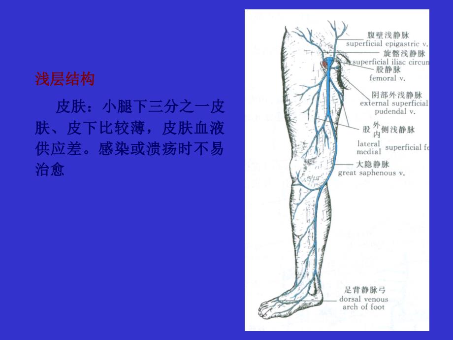 足踝部解剖讲课PPT_第3页