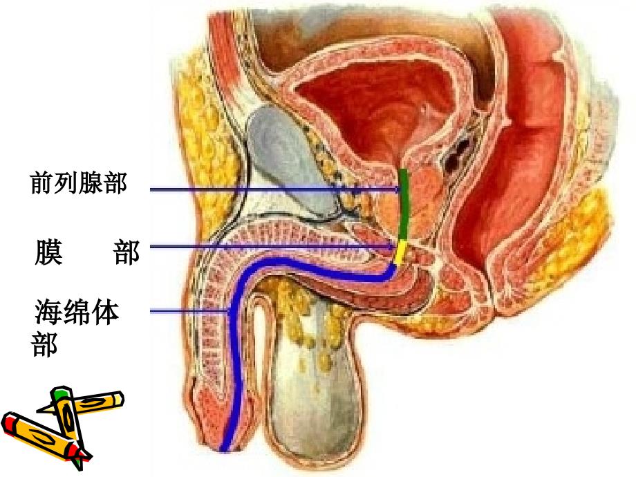 预防留置尿管感染的护理措施PPT_第3页