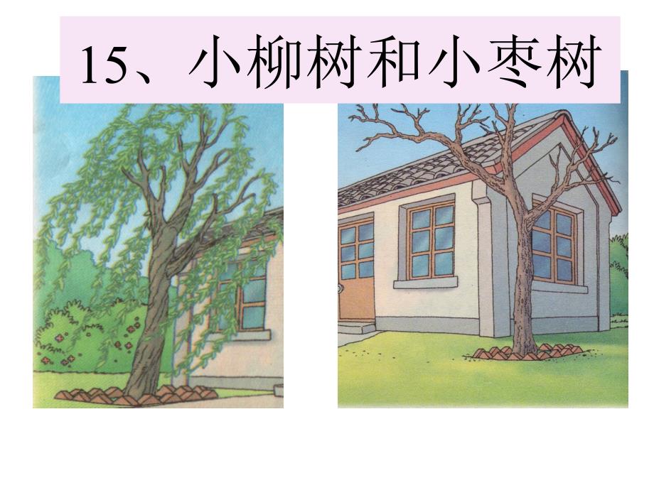 15《小柳树和小枣树》优秀课件.ppt_第4页