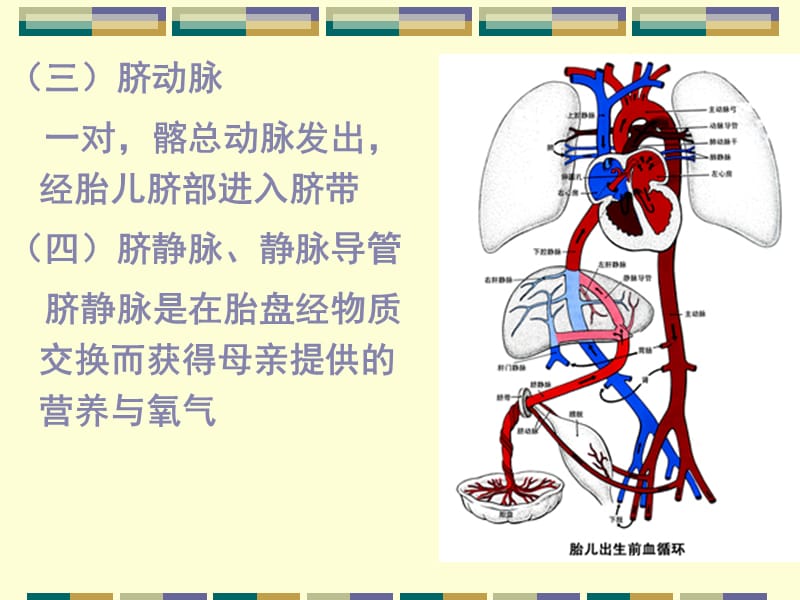 胎儿的血液循环和出生后的变化PPT_第3页