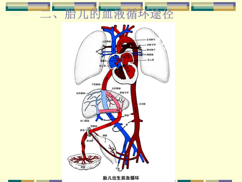 胎儿的血液循环和出生后的变化PPT_第4页