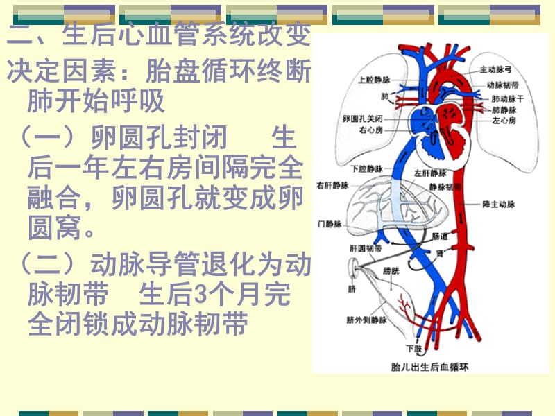 胎儿的血液循环和出生后的变化PPT_第5页