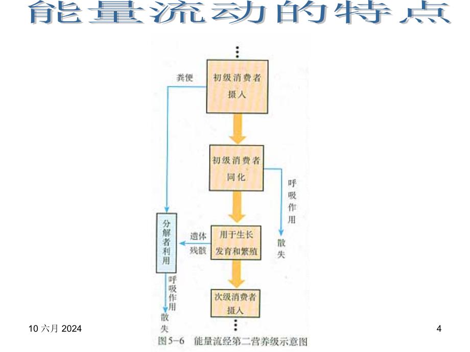 生物人教必修三第五章第2节生态系统的能量流动_第4页