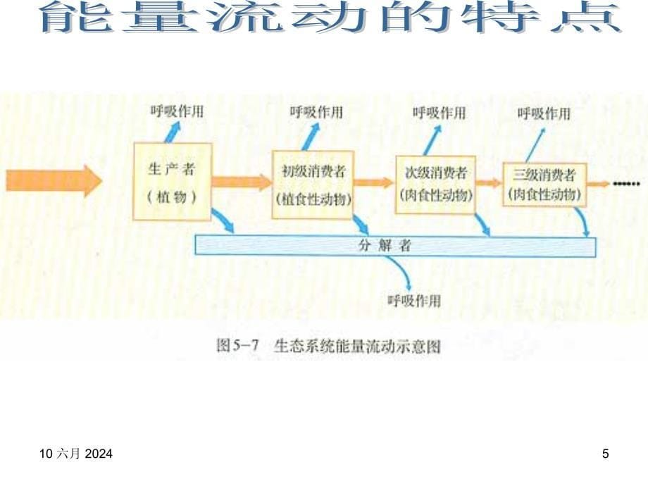生物人教必修三第五章第2节生态系统的能量流动_第5页
