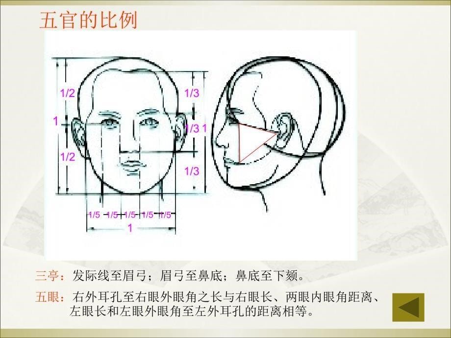 素描知识讲座―――头像五官画法课件_第5页