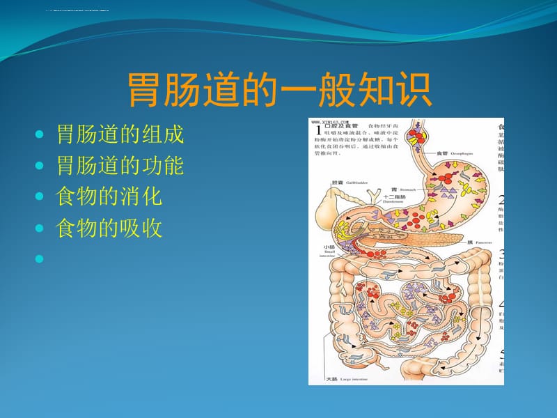 胃肠病与营养保健课件_第4页