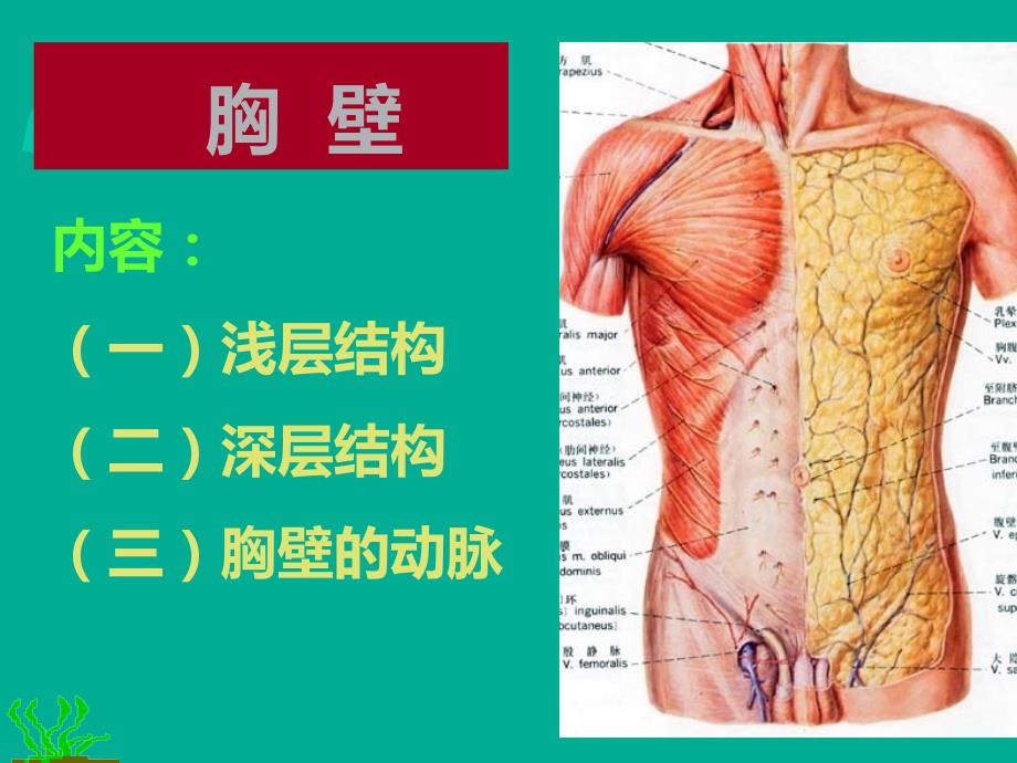 胸部解剖+图谱PPT_第3页